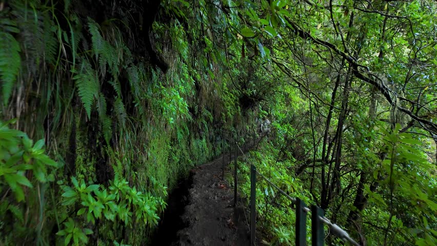 Adventurous Hike Through Dense Greenery on the Narrow PR9 Levada Trail in Madeira's Enchanting Dark Forest