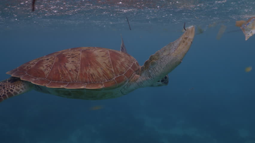 Sea Turtle Swimming under Polluted Water with Plastic Garbage. Wildlife Animal Turtle in Ocean near Waste Plastic Bottle Bag. Environmental Issue. Human Impact Marine Pollution Ecology. Thread life