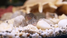 Two catfish in a vibrant aquarium - Powered by Shutterstock - Get 15% off with code: PIKWIZARD15