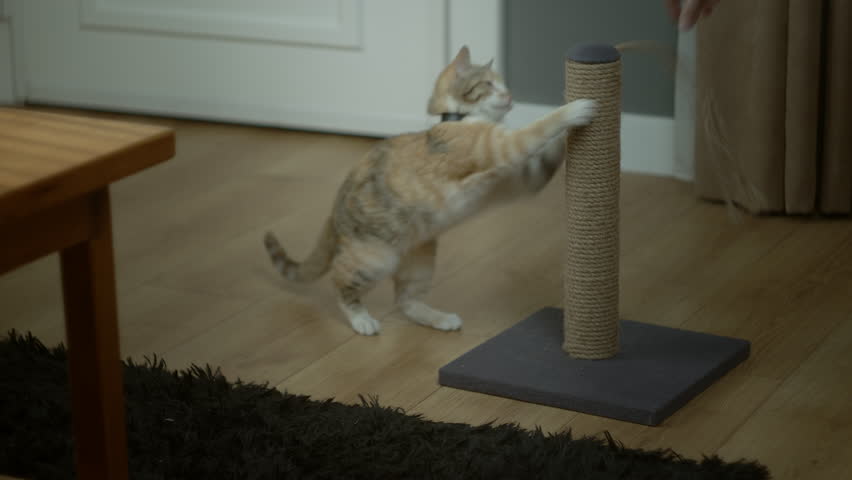 Cute Cat Scratching on Scratching Post Indoors