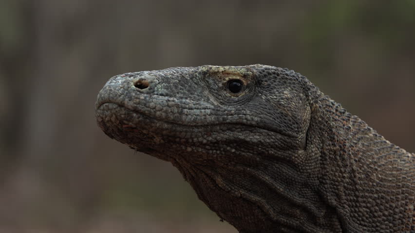 Monitor lizard closeup portrait head on sand between the trees. Time-lapse footage of a giant lizard walking along sandy beach of Indonesia Komodo National Park. Komodo dragon, Varanus komodoensis