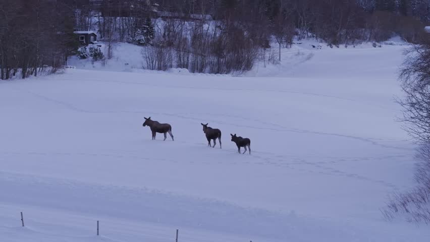 Moose Reindeers Walking Across The Snowscape Rural Land. Aerial Drone Shot