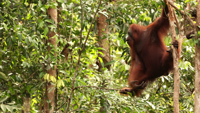 orangutan climbing hanging on tree, monkeys, national park, Malaysia, wildlife, primates, jungle, forest, nature, animal, habitat, tropical, environment, outdoor, endangered, ape, rainforest, tree