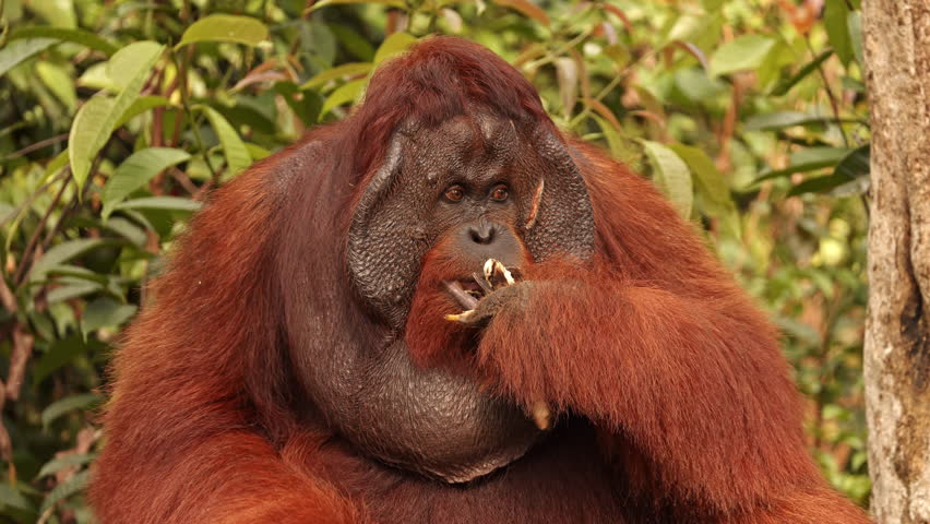 Subordinate male orangutan eating food in rainforest, monkeys, national park, Malaysia, wildlife, primates, jungle, forest, nature, animal, habitat, tropical, environment, outdoor, endangered, ape
