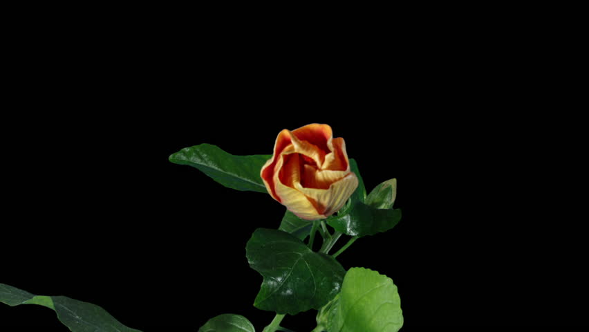 Hibiscus Flower Blooms. Bud Opens into a large Red Yellow Flower. Time Lapse of a Blooming Hibiscus Plant. Detailed Macro Timelapse of a Blossoming flower. Hibiscus Close Up with Alpha Matte