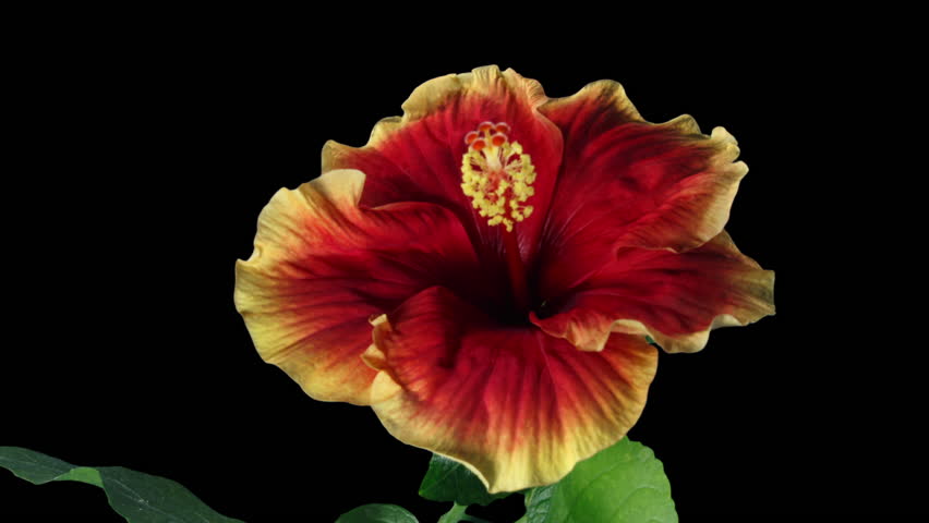 Hibiscus Flower Blooms. Bud Opens into a large Red Yellow Flower. Time Lapse of a Blooming Hibiscus Plant. Detailed Macro Timelapse of a Blossoming flower. Hibiscus Close Up with Alpha Matte