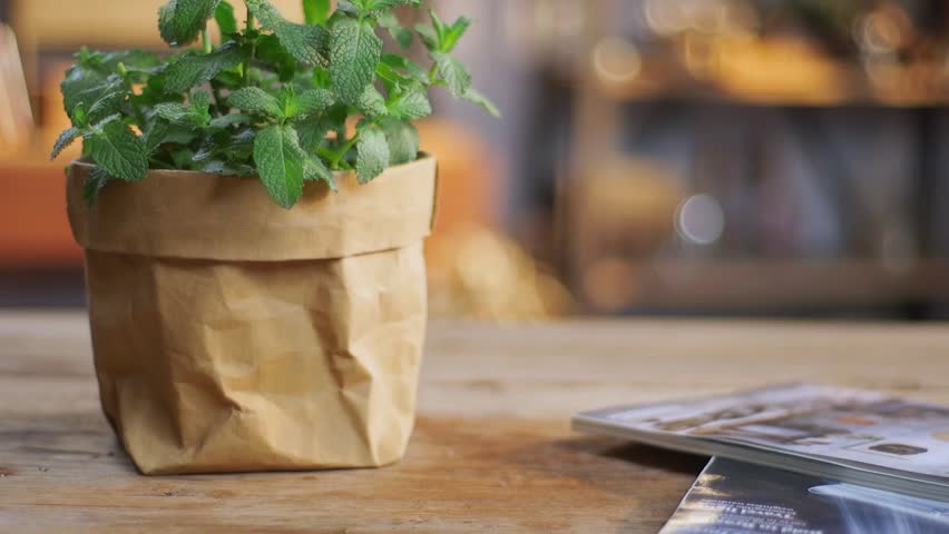 A vibrant potted mint plant with fresh green leaves in a crumpled brown paper bag pot, placed on a wooden table in a cozy indoor setting.