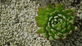 A close-up of a green Echeveria succulent with red-tipped leaves, planted in rocky soil, illuminated by natural sunlight, highlighting its rosette formation. - Powered by Shutterstock - Get 15% off with code: PIKWIZARD15
