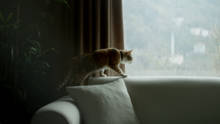 Graceful tabby cat walking on a sofa near a window, gazing outside with curiosity