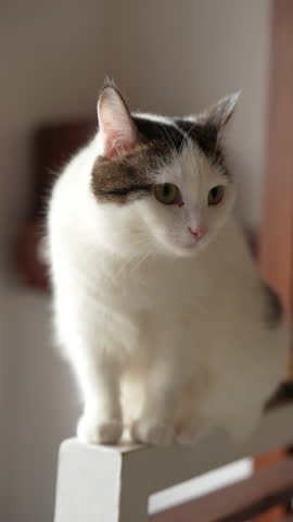 Vertical portrait of serene white brown cat sitting on top of white chair back, looking away in cozy home interior. Concept of pets, domestic animals. Shooting in slow motion.