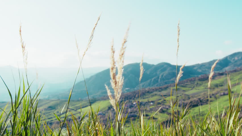 Shutterstock Video