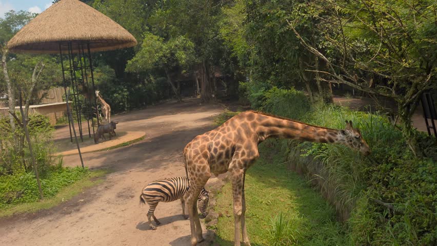Masai Giraffe (Giraffa camelopardalis tippelskirchii) and Burchells Zebra black and white wild horse, hanging out together, standing on grass, chewing and looking, in sandy forest, during video safari