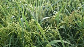 Spider web in rice field at the morning - Powered by Shutterstock - Get 15% off with code: PIKWIZARD15