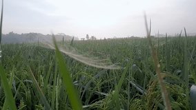 Spider web in rice field at the morning - Powered by Shutterstock - Get 15% off with code: PIKWIZARD15