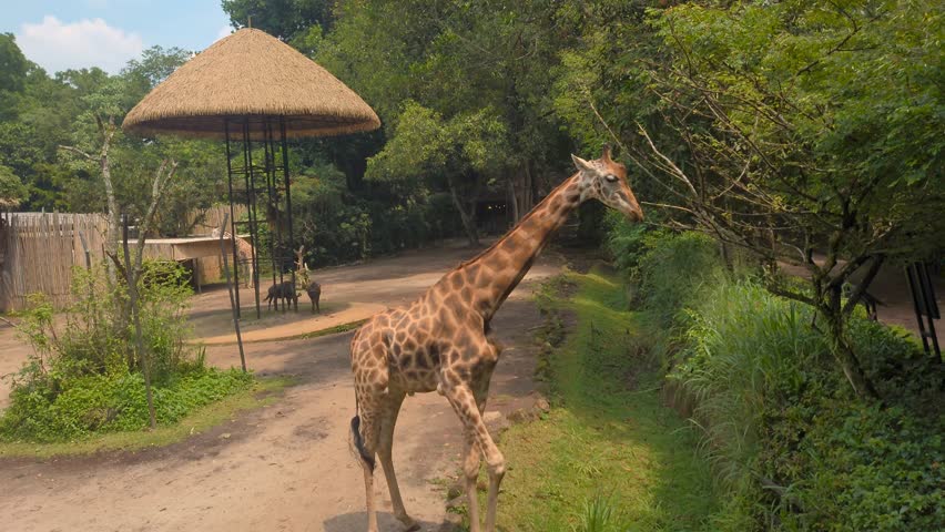 Masai Giraffe (Giraffa camelopardalis tippelskirchii) and Burchells Zebra black and white wild horse, hanging out together, standing on grass, chewing and looking, in sandy forest, during video safari