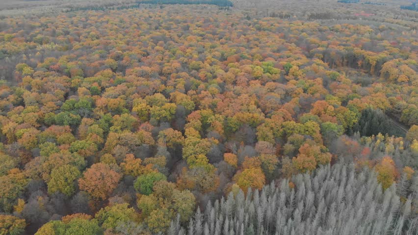Autumn Forest. Aerial View Of Vibrant Forest Under Overcast Skies, Showcasing A Serene Landscape With Rich Fall Colors And Dense Tree Canopy, Capturing The Tranquil Beauty Of Nature In Cloudy Weather.