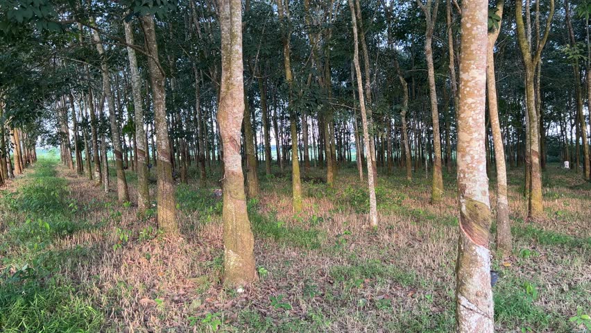 rubber plantation farming in rural indonesia