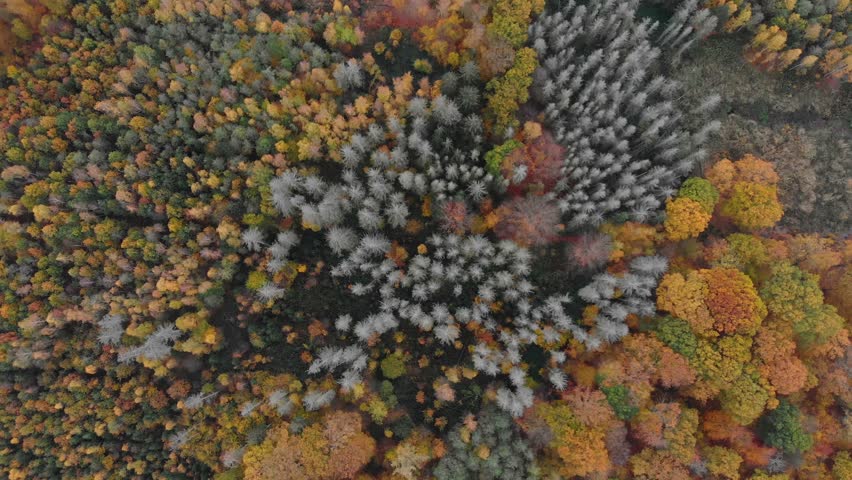 Aerial View Of Vibrant Autumn Forest Under Overcast Skies, Showcasing A Serene Landscape With Rich Fall Colors And Dense Tree Canopy, Capturing The Tranquil Beauty Of Nature In Cloudy Weather.
