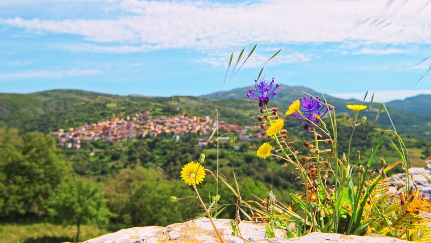 Seulo, Sardinia small mountain village town of Seulu, Italy, beautiful scenic landscape of longevity blue zone with wild wildflowers dandelion