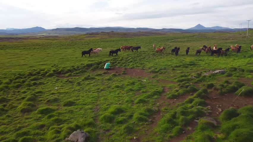 Aerial View of a Large Horse Farm in Borgarfjordur, Iceland. Lively Icelandic horses roaming free