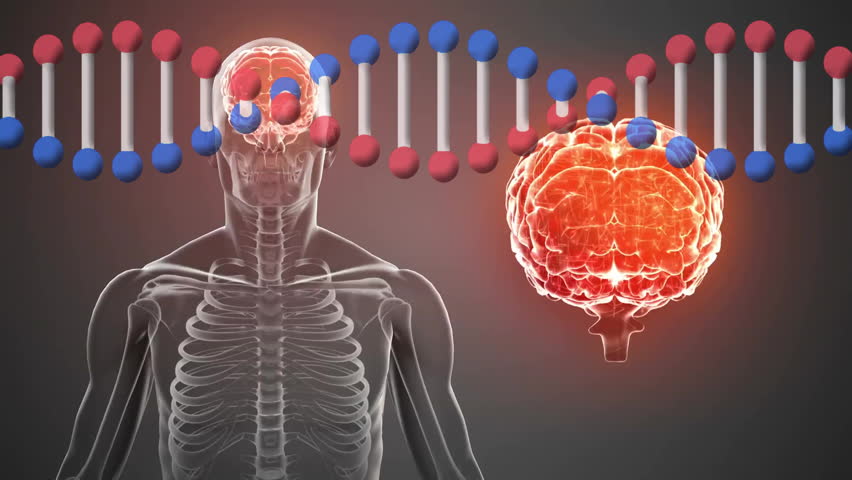 Animation of DNA strand and human brain, illustrating genetic influence on function. Biology, neuroscience, genetics, chromosome, neural, intelligence - Powered by Shutterstock - Get 15% off with code: PIKWIZARD15