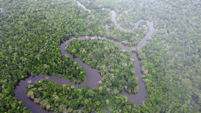 Winding River Along The Amazon Rainforest With Dense Trees. - aerial shot
