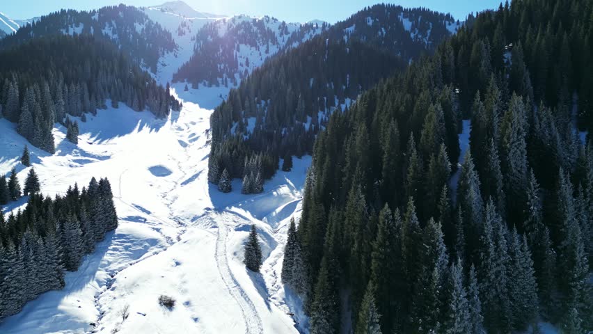 Mountainous area with different vegetation. Fir trees and pines. The view from the drone. Winter.