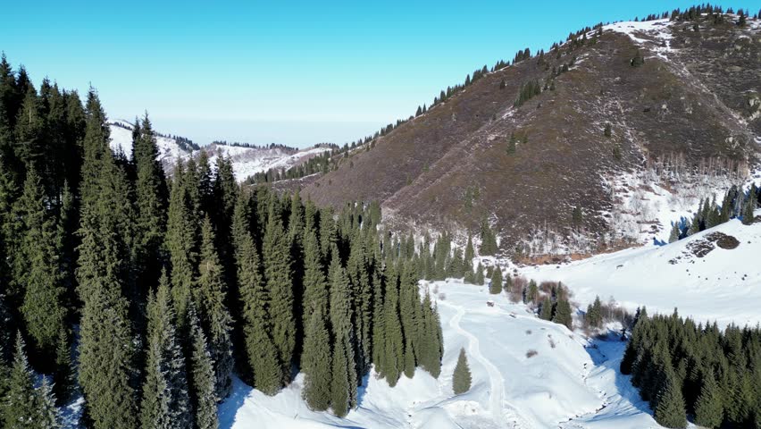 Mountainous area with different vegetation. Fir trees and pines. The view from the drone. Winter.