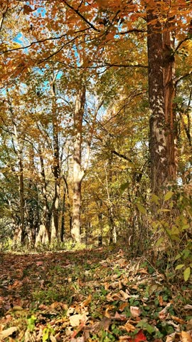 Vertical video clip of a woman walking on a trail through the woods in Central Kentucky in fall