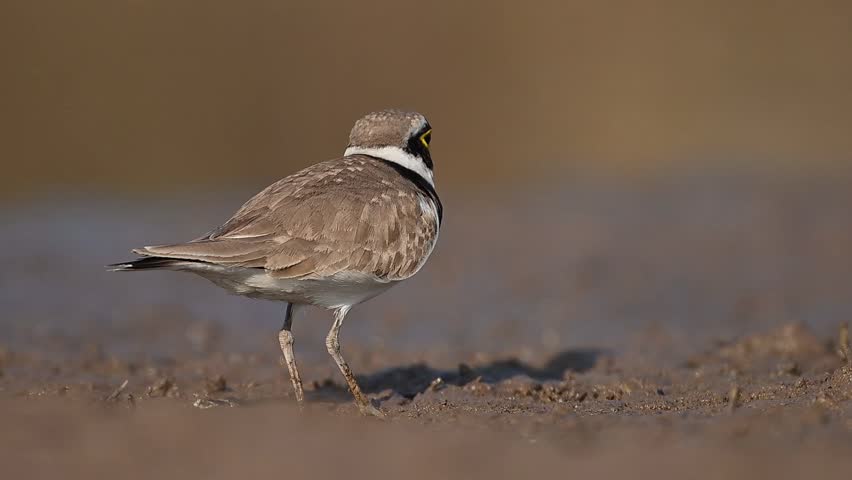 A Little Ringed Plover is intensely focused on foraging in the sand.