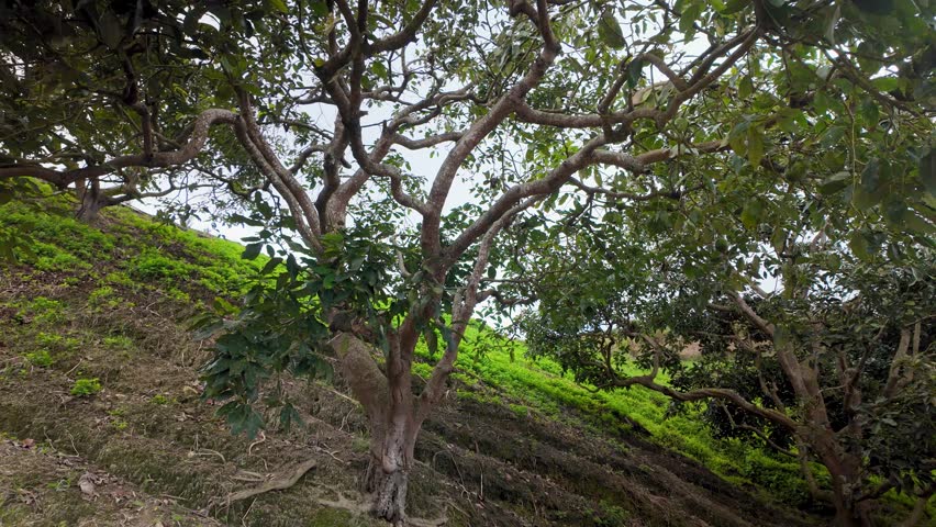 Tropical forest colonia tovar Venezuela, mountain side with green Trees Growing On Hills