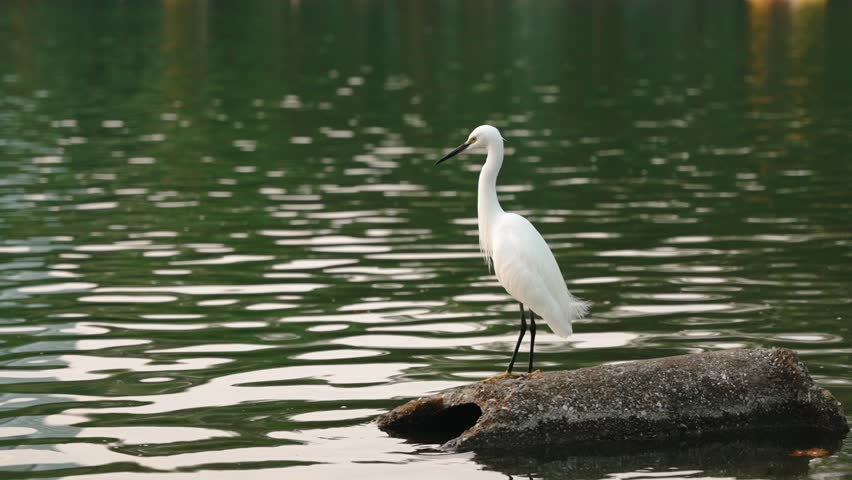 White egret with black beak and feet stands on stone opposite pond