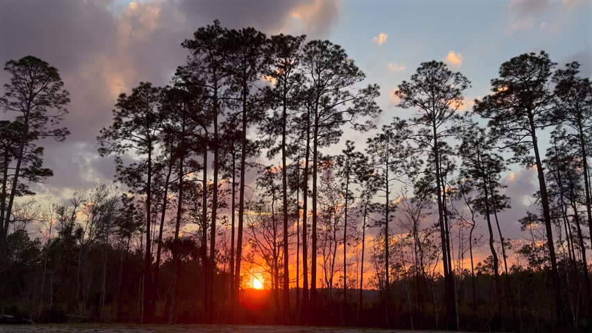 Florida sunset through the trees in a forest