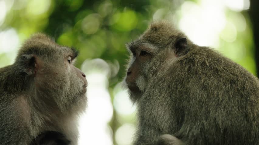 Couple Of Long-tailed Macaque With Bokeh Background At Sacred Monkey Forest Sanctuary In Ubud, Bali, Indonesia. - closeup shot
