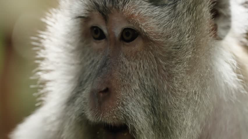 Closeup Of Long-tailed Macaque Face At Sacred Monkey Forest Sanctuary In Ubud, Bali, Indonesia.