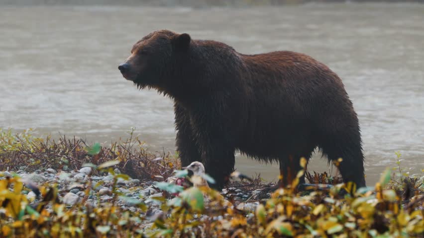 close up shot of a grizzly bear eating salmon in the Orford river in Bute Inlet, homalco first nations territory, British Columbia, Canada