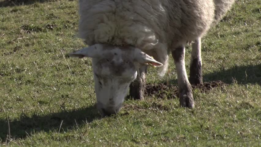 Grazing Sheep. Winter. Dyfed. UK