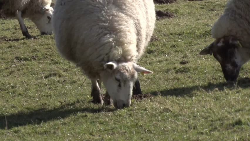 Closeup of grazing Sheep. Winter. Dyfed. Wales. UK
