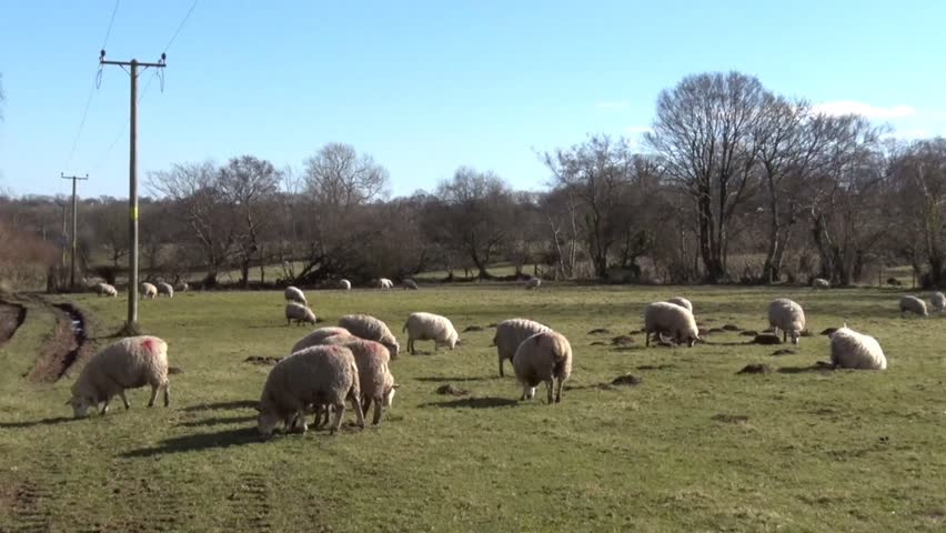 Flock of Sheep grazing in field. Winter. Dyfed. Wales. UK