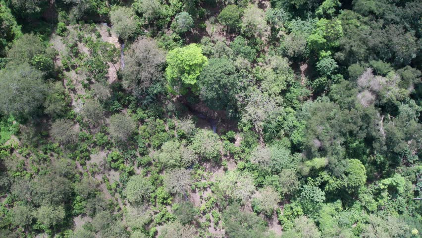 Lush green forest surrounding a cacao plantation, natural landscape, aerial view
