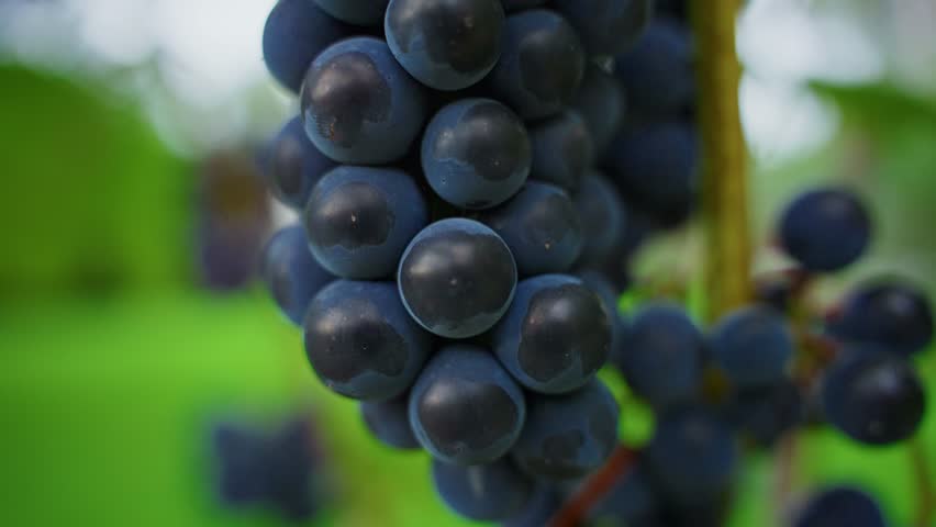 Close up of a bunch of ripe purple grapes hanging from a vine in a vineyard, ready for harvest, surrounded by green leaves and blurred background