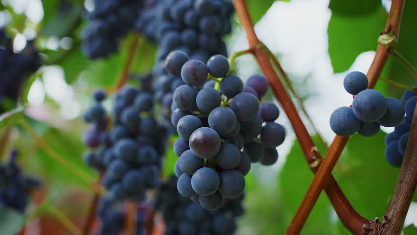 Purple grapes hanging heavily from grapevine in sunlit vineyard, representing ripe agricultural abundance and natural bounty of seasonal harvest
