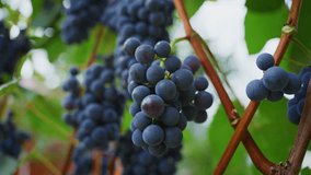 Purple grapes hanging heavily from grapevine in sunlit vineyard, representing ripe agricultural abundance and natural bounty of seasonal harvest - Powered by Shutterstock - Get 15% off with code: PIKWIZARD15