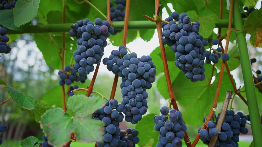 Clusters of ripe purple grapes hanging heavily from vineyard vine, surrounded by vibrant green leaves representing agricultural abundance and natural fruit production