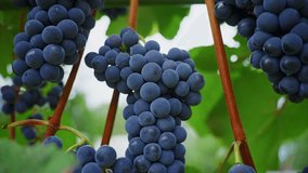 Clusters of ripe purple grapes hanging heavily from vineyard vine, surrounded by vibrant green leaves representing agricultural abundance and natural fruit production - Powered by Shutterstock - Get 15% off with code: PIKWIZARD15