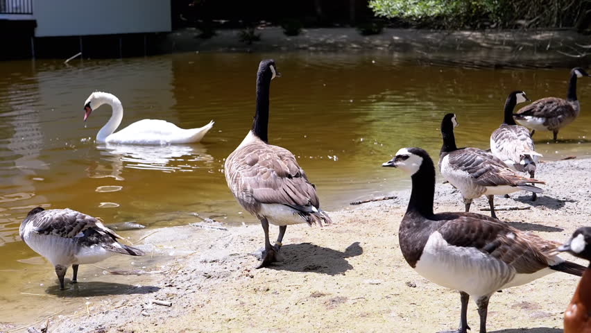 A serene scene of waterfowl, a swan glides across the pond while geese and barnacle geese gather on the shore, one taking a drink. Wildlife in harmony with nature.