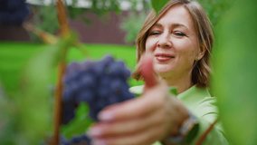 Winemaker woman gently examining a bunch of red grapes in the vineyard during harvest season, checking the quality and ripeness of the fruit - Powered by Shutterstock - Get 15% off with code: PIKWIZARD15