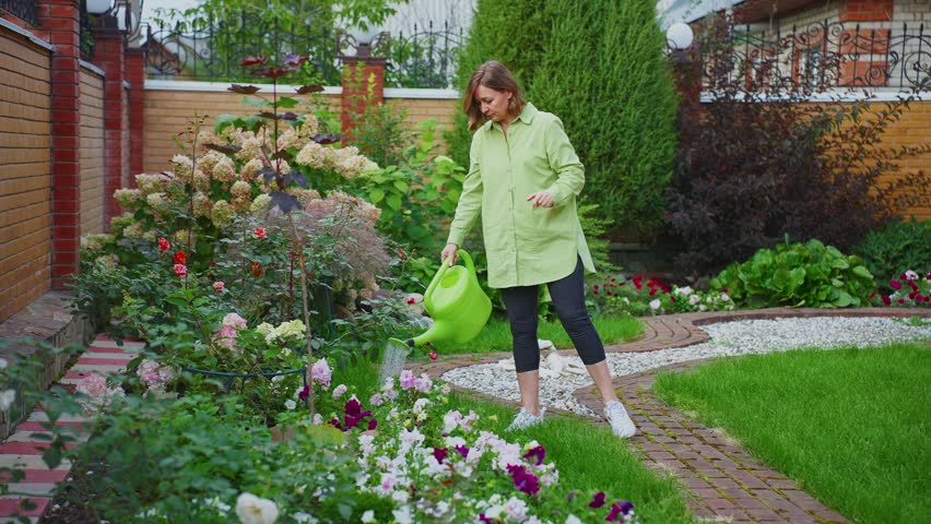 Experienced female gardener carefully watering colorful summer flowers with green watering can while standing in vibrant backyard garden landscape