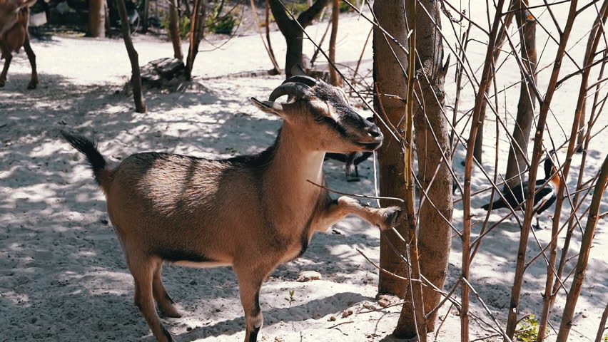 A goat stretches to reach leaves on a tree in a sandy enclosure, its brown coat vibrant against the warm sand. This evokes curiosity, highlighting the goat's resourcefulness in finding food.