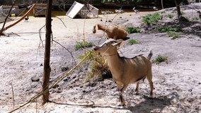 A goat chews leaves from a branch, with another goat and a pond with ducks in the background, creating a peaceful farm scene. - Powered by Shutterstock - Get 15% off with code: PIKWIZARD15